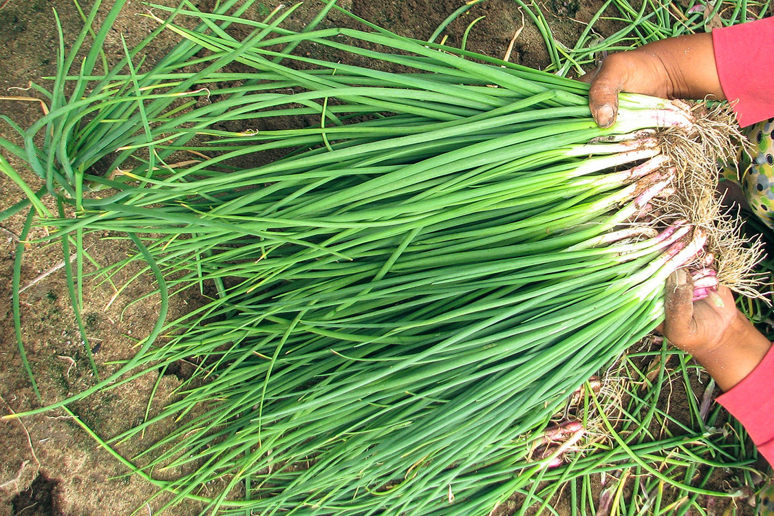 2011_Vietnam_Mit-Onion-Harvesting_Supw_Img_Sdc